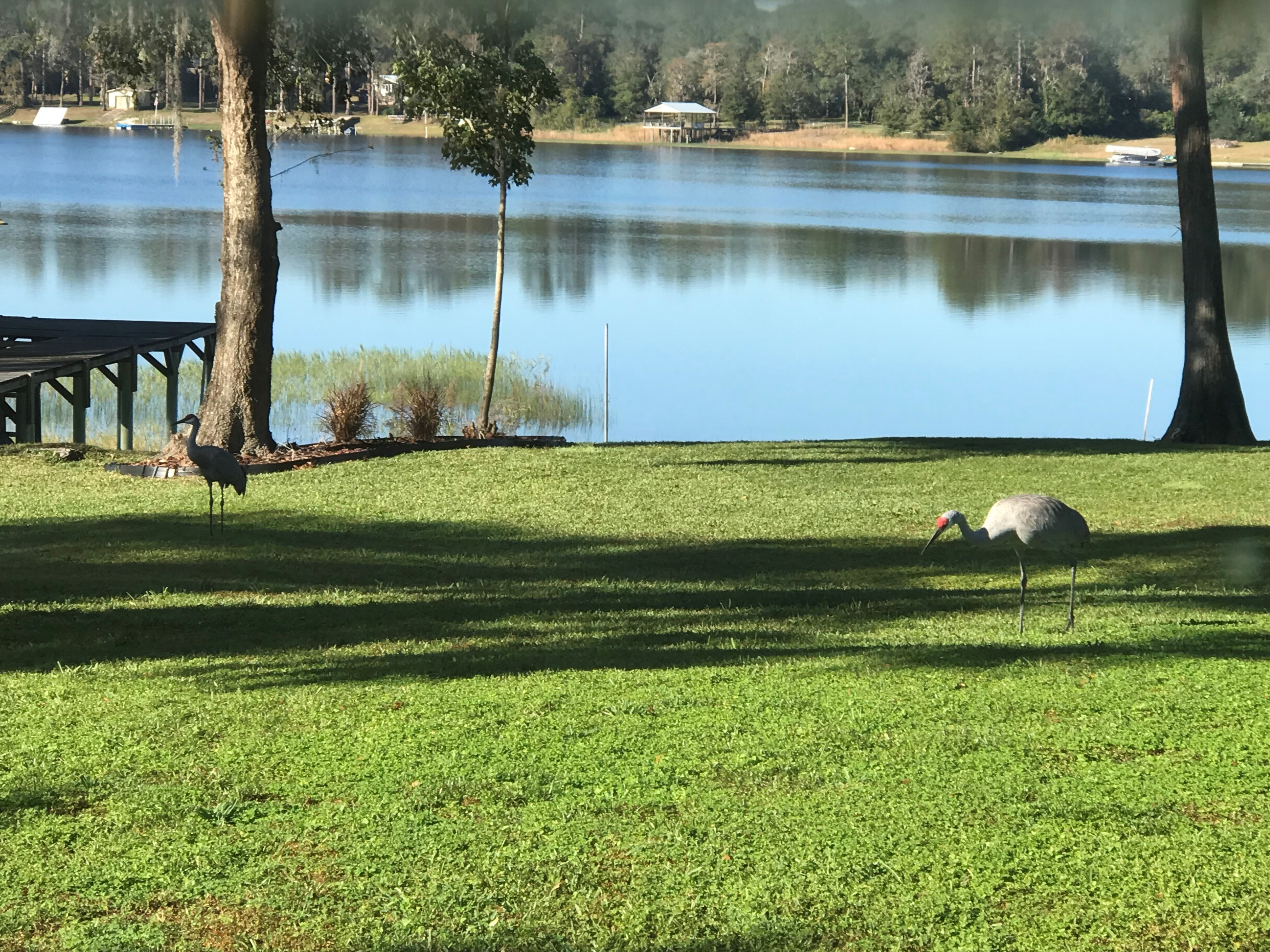 crane